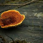 The Fungi World (156) : Conifer Mazegill