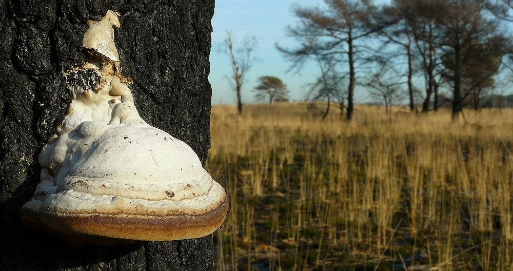 The Fungi World (157) : Birch Polypore