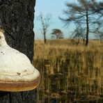 The Fungi World (157) : Birch Polypore