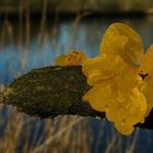 The Fungi world (158) : Yellow Brain fungus