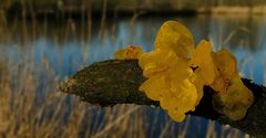 The Fungi world (158) : Yellow Brain fungus