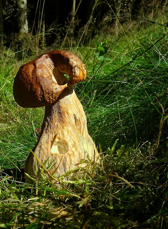 The Fungi World (159) : Summer Cep