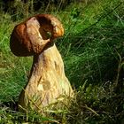 The Fungi World (159) : Summer Cep