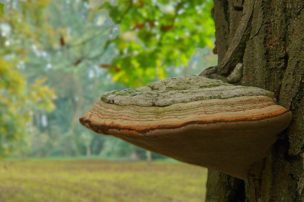 The Fungi world (16) : Red banded polypore