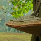 The Fungi world (16) : Red banded polypore