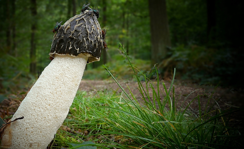 The Fungi World (160) : Stinkhorn