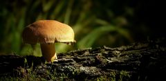 The Fungi World (161) : Torn Fibrecap