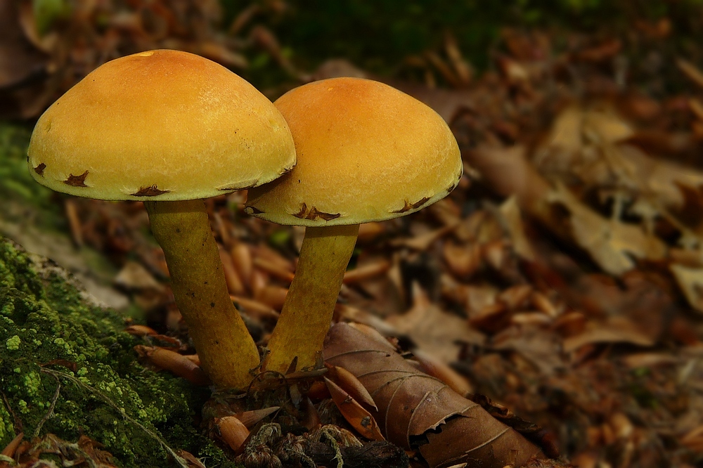 The Fungi World (162) : Bovine Bolete