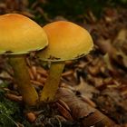 The Fungi World (162) : Bovine Bolete