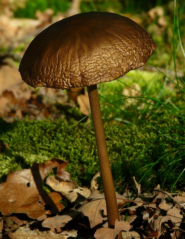 The Fungi World (163) : Tephrocybe atrata