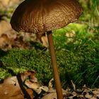 The Fungi World (163) : Tephrocybe atrata