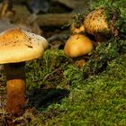 The Fungi World (164) : Girdled Webcap