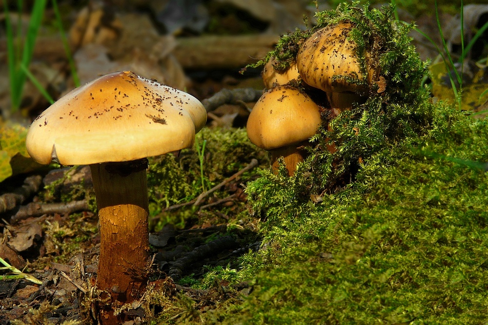 The Fungi World (164) : Girdled Webcap
