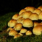 The Fungi World (165) : Sulphur Tuft