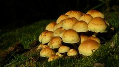 The Fungi World (165) : Sulphur Tuft