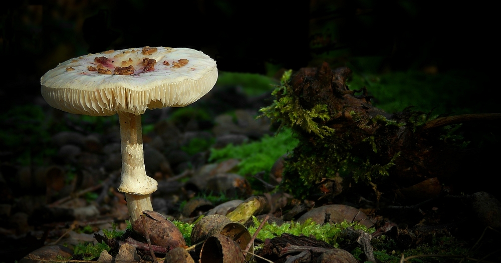 The Fungi World (166) : White Dapperling