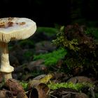 The Fungi World (166) : White Dapperling