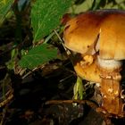 The Fungi world (167) : Birch Webcap