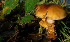 The Fungi world (167) : Birch Webcap