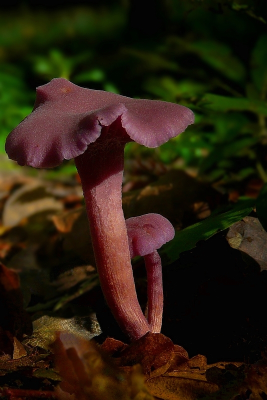 The Fungi world (168) : Amethyst Deceiver