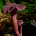 The Fungi world (168) : Amethyst Deceiver