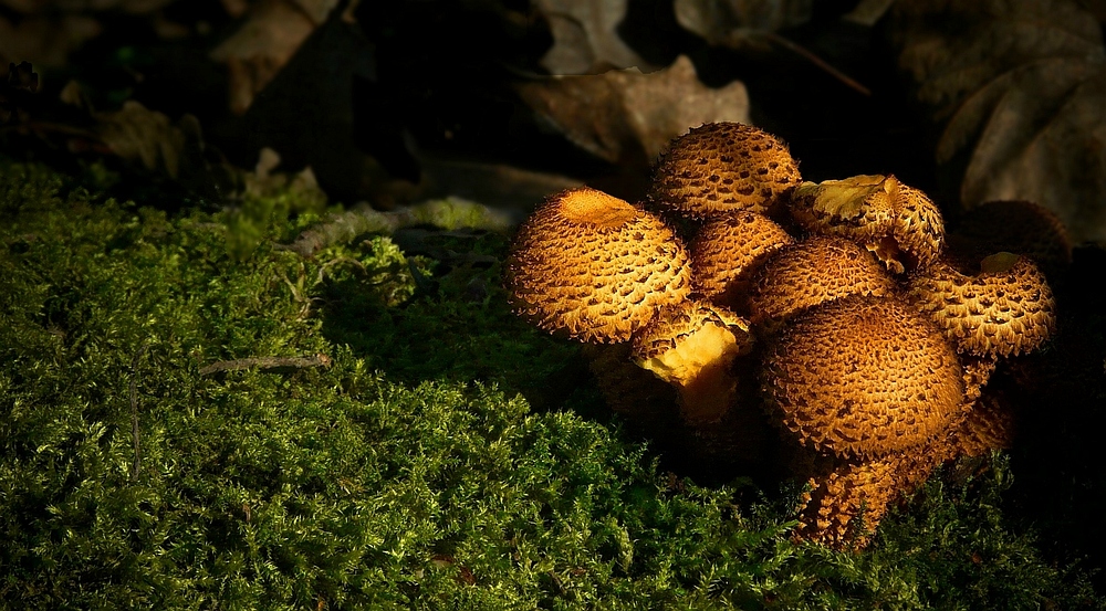 The Fungi world (169) : Shaggy Scalycap