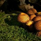 The Fungi world (169) : Shaggy Scalycap