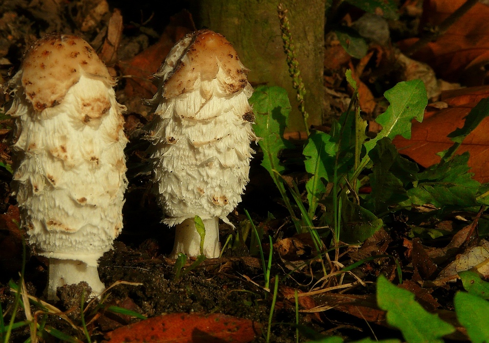 The Fungi world (17) : Shaggy inkcap