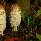 The Fungi world (17) : Shaggy inkcap