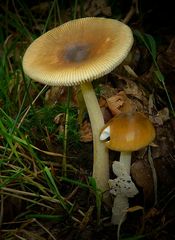 The Fungi world (170) : Tawny Grisette