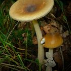 The Fungi world (170) : Tawny Grisette