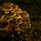 The Fungi world (171) : Honey Fungus