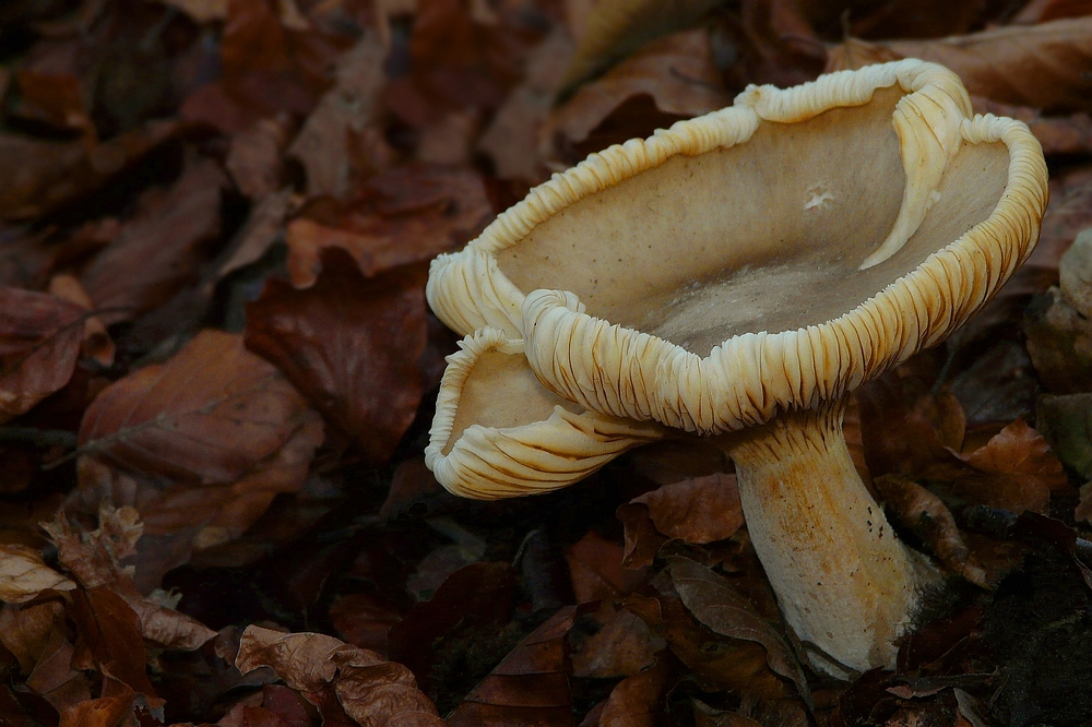 The Fungi world (172) : Butter Cap