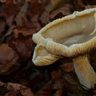 The Fungi world (172) : Butter Cap