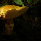 The Fungi World (173) : Splendid Webcap