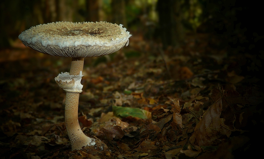 The Fungi world (174) : Parasol Mushroom