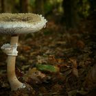 The Fungi world (174) : Parasol Mushroom