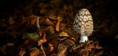 The Fungi World (175) : Magpie Inkcap