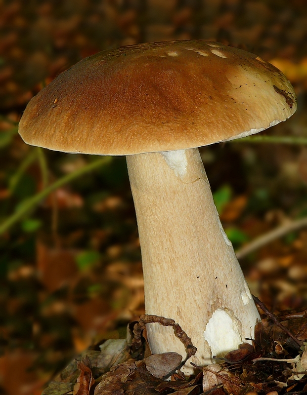 The Fungi world (176) : Penny Bun