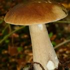 The Fungi world (176) : Penny Bun