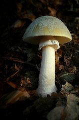 The Fungi world (177) : False Death Cap