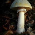 The Fungi world (177) : False Death Cap