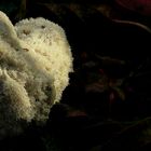 The Fungi World (178) : Postia ptychogaster