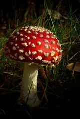 The Fungi World (179) : Fly Agaric