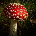 The Fungi World (179) : Fly Agaric