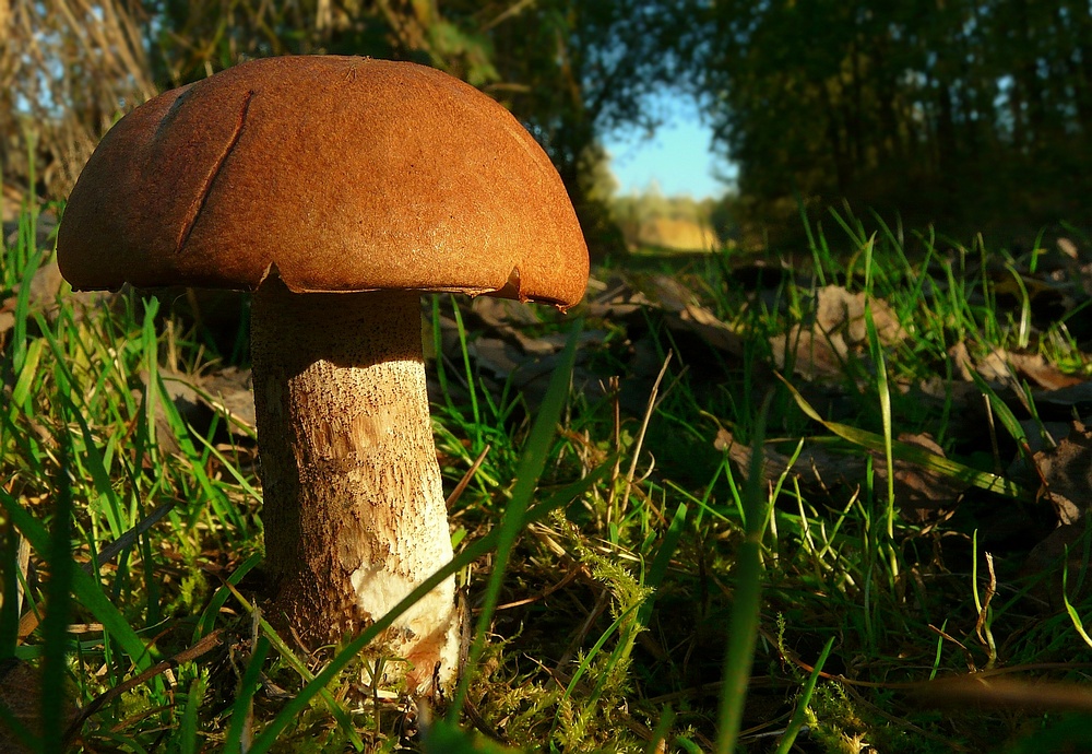 The Fungi world (18) : Penny Bun