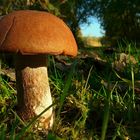 The Fungi world (18) : Penny Bun