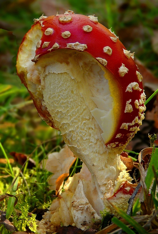 The Fungi World (180) : Fly Agaric – 1 day later