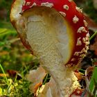 The Fungi World (180) : Fly Agaric – 1 day later