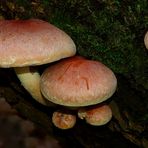 The Fungi World (181) : Brick Cap
